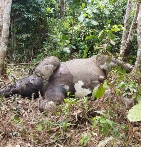 Gajah mati/Beselang.id