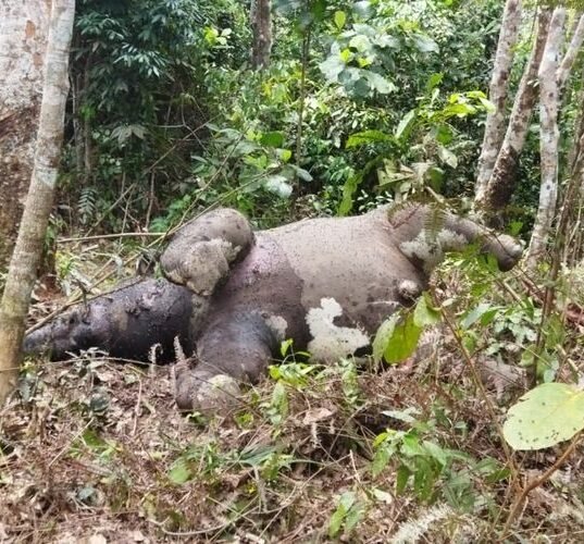Gajah mati/Beselang.id