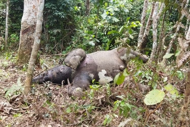 Gajah mati/Beselang.id