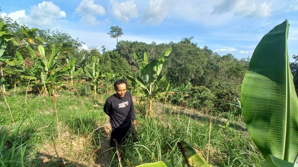Yoyok berdiri di atas kebunnya. (Beselang/Gresi Plasmanto)